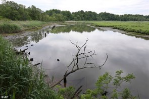 Shark Attacks Centennial